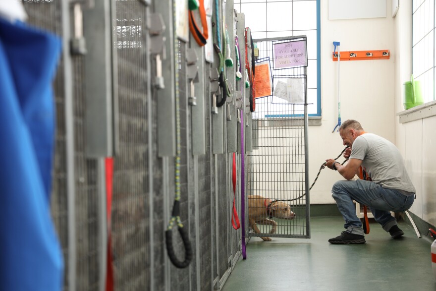Rochester Animal Services