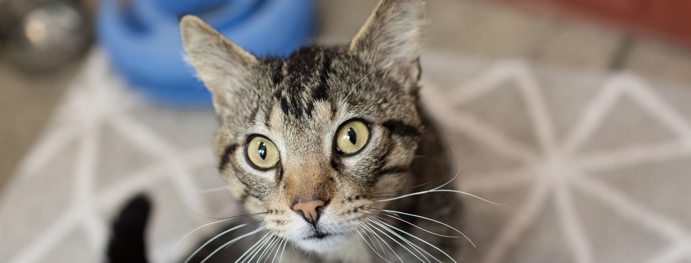 San Francisco SPCA