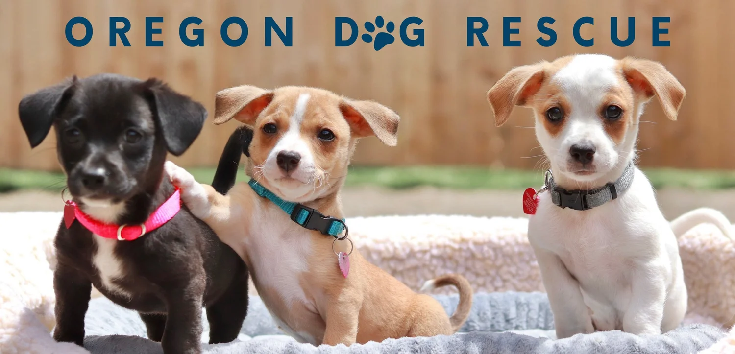 Oregon Dog Rescue