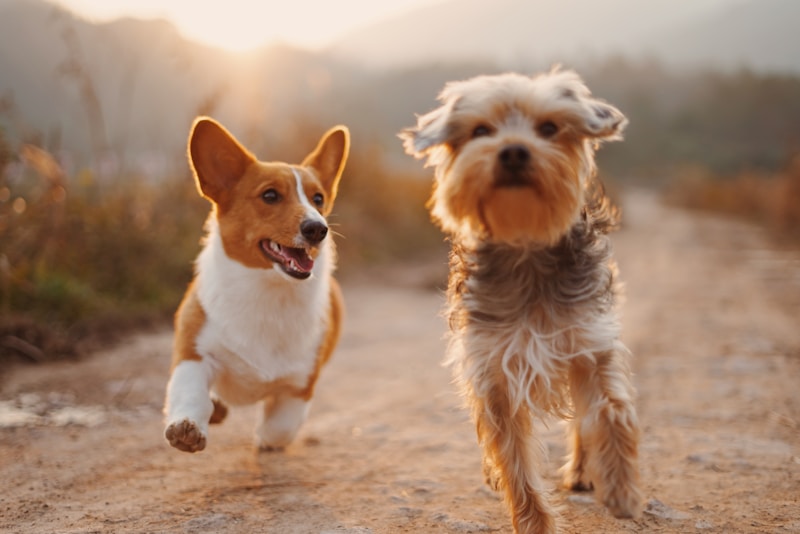 City of Henderson Animal Care and Control