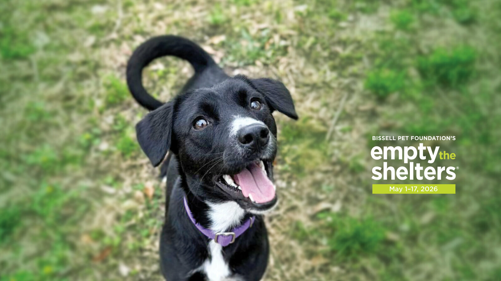 Dallas Animal Services