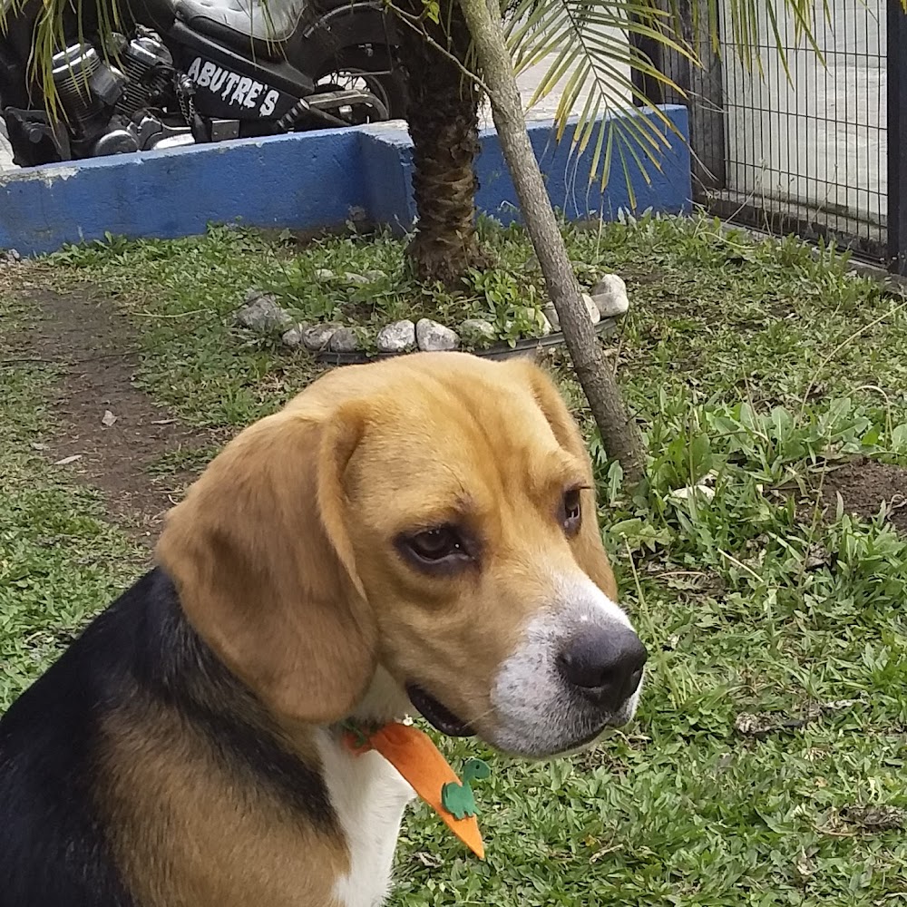 Sociedade Protetora dos Animais de Curitiba