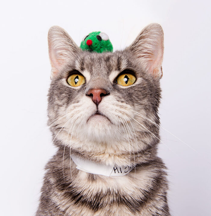 Humane Society of Utah