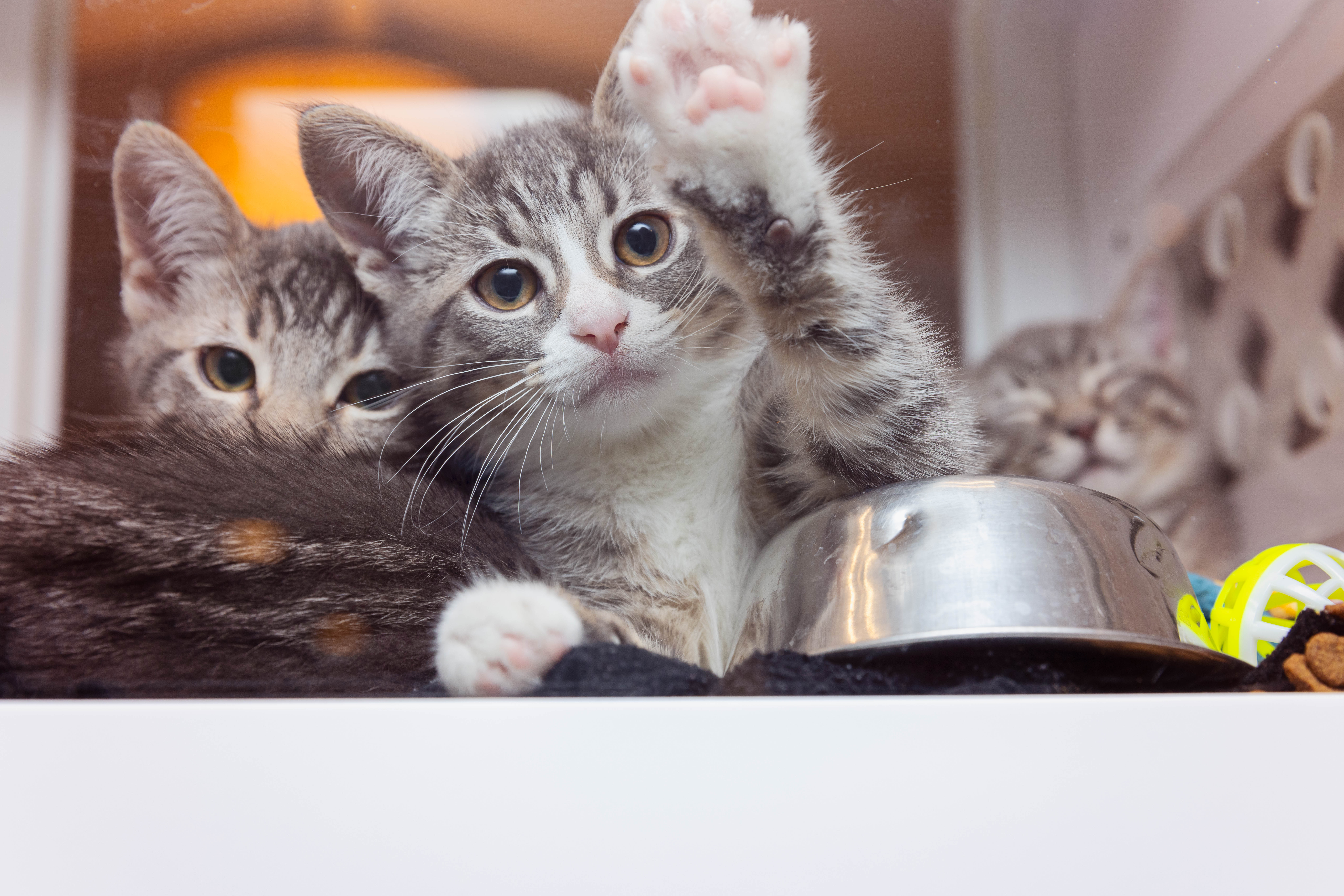 Best Friends Pet Adoption Center