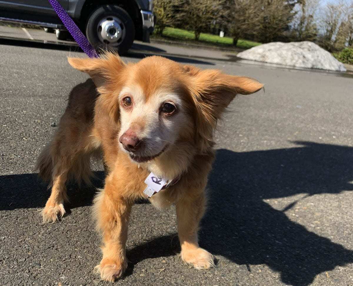 Humane Society for Southwest Washington