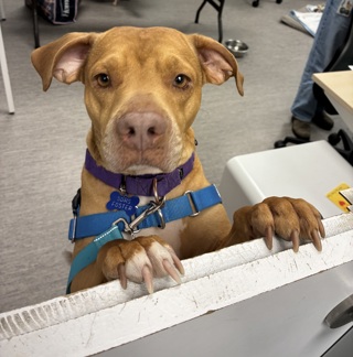 San Diego Humane Society