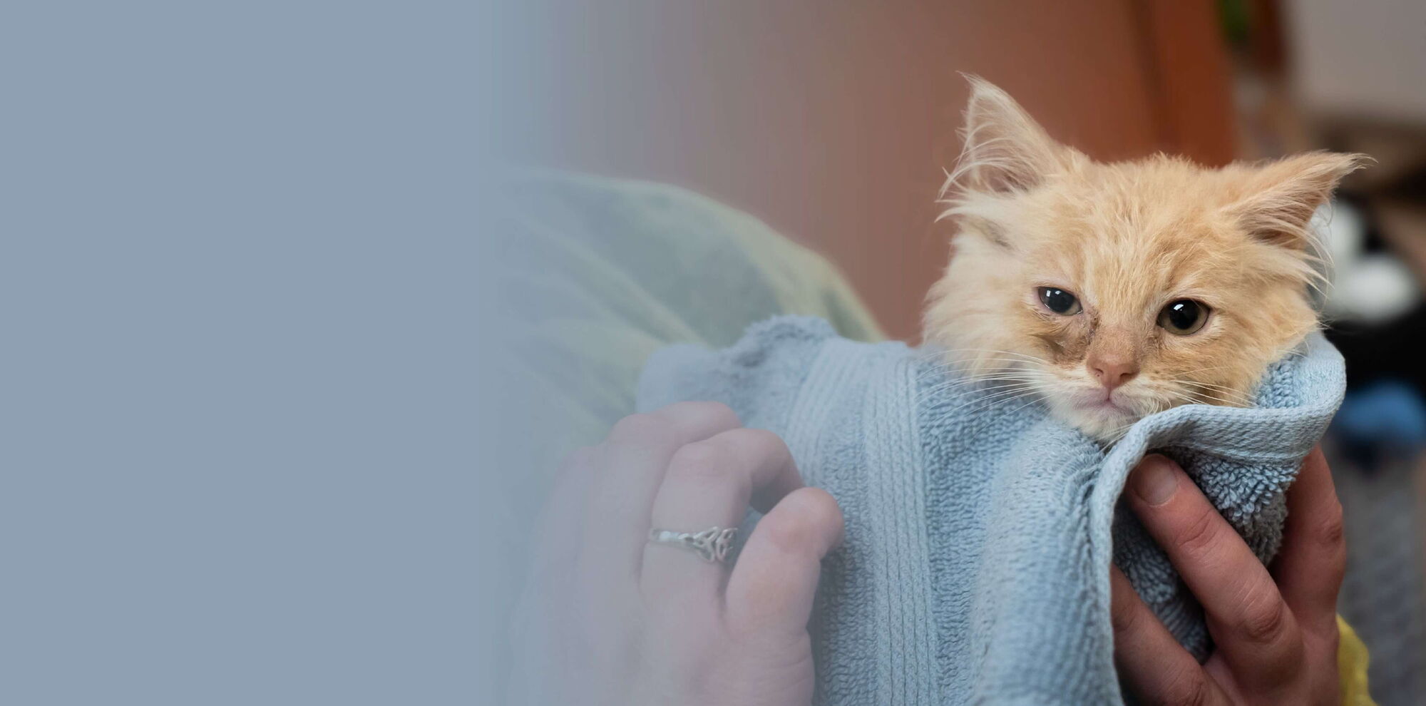 Dakin Humane Society