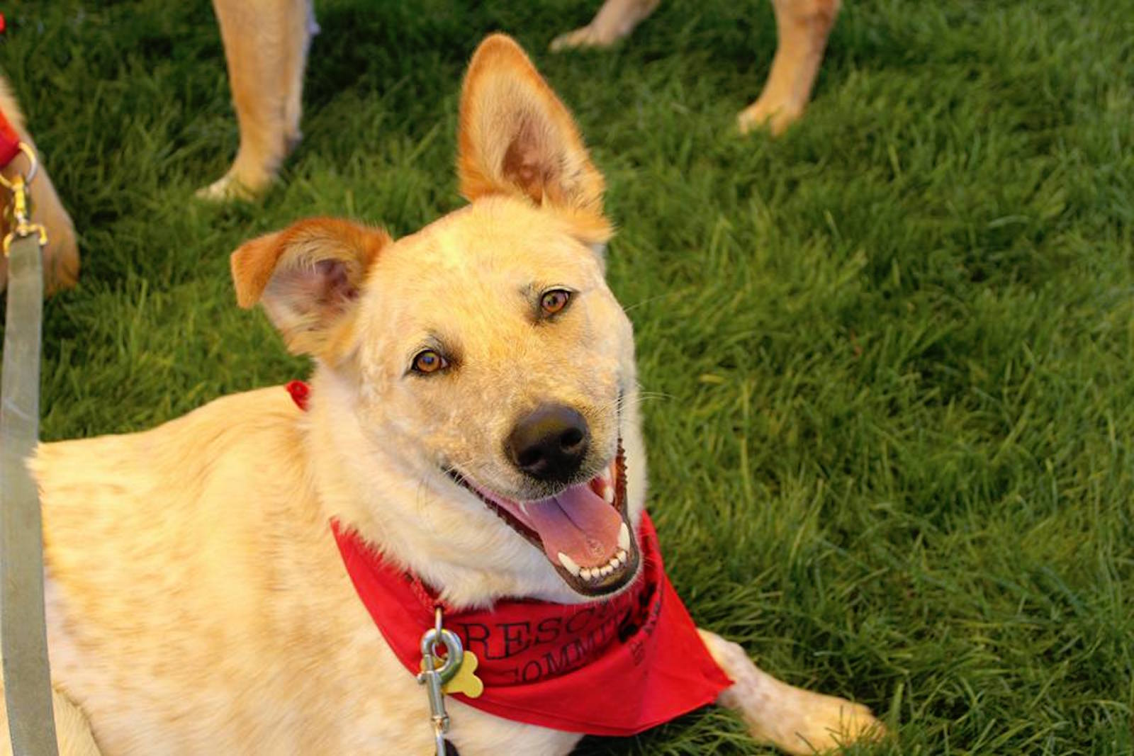 AHeinz57 Pet Rescue & Transport