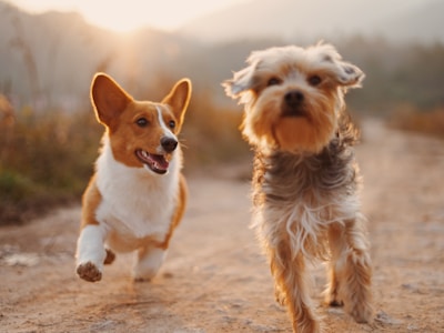 ASPCA Adoption Center