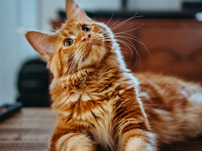 Paws and Claws Cat Rescue