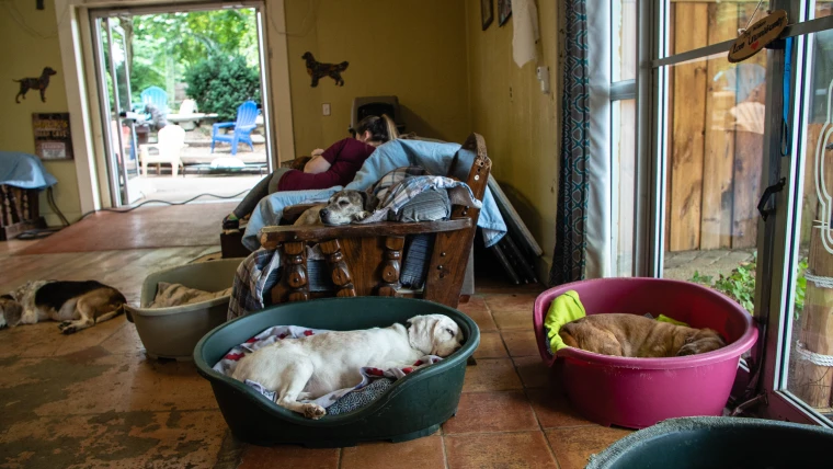 Old Friends Senior Dog Sanctuary