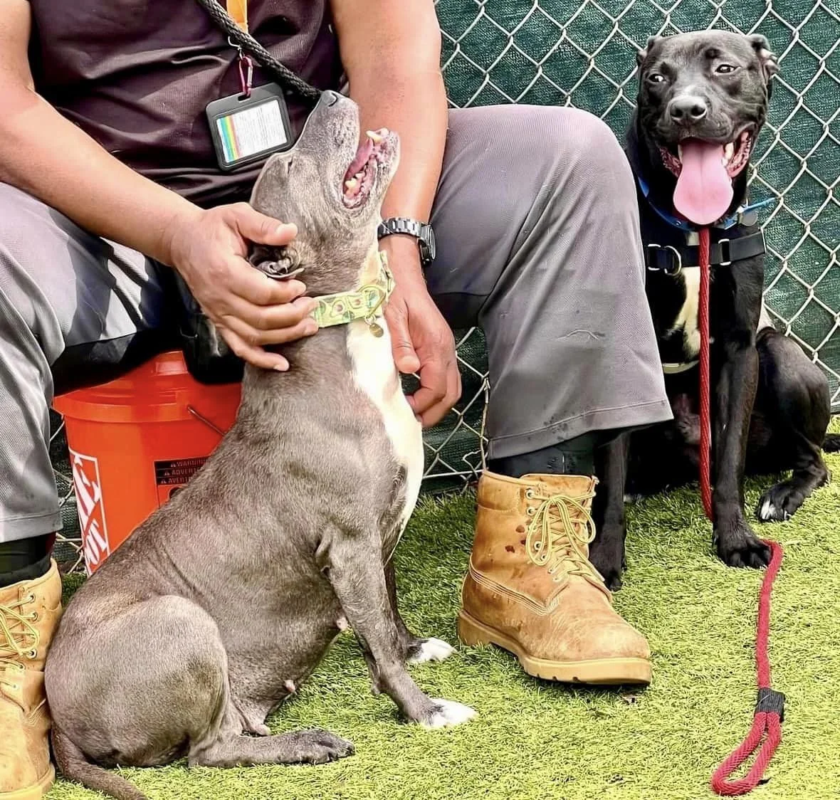 BARCS Animal Shelter