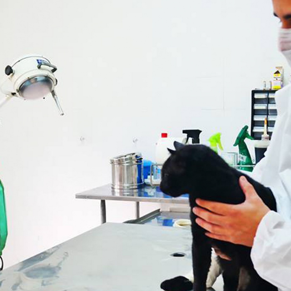 União Internacional Protetora dos Animais