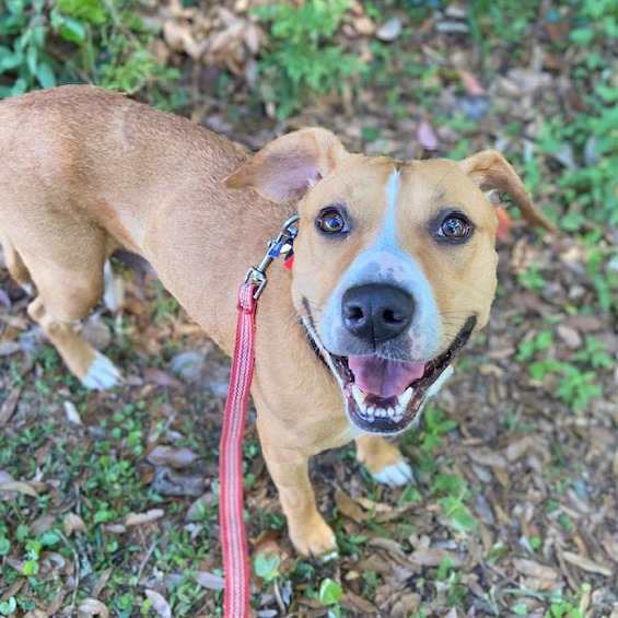 Jacksonville Humane Society