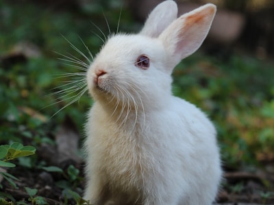 Small n Furry Rescue