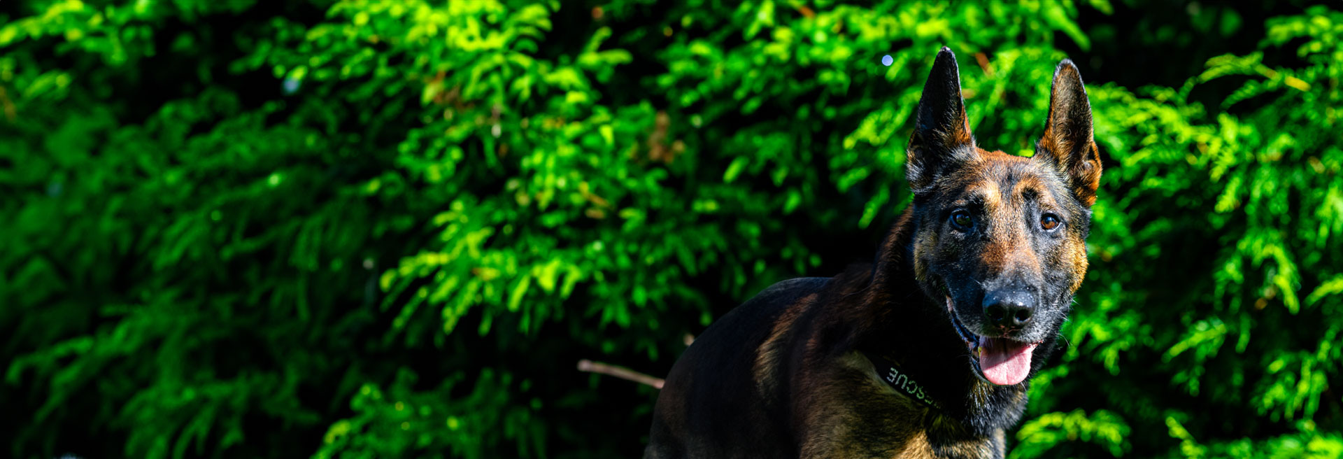 Arizona Animal Welfare League