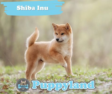 Puppyland Idaho
