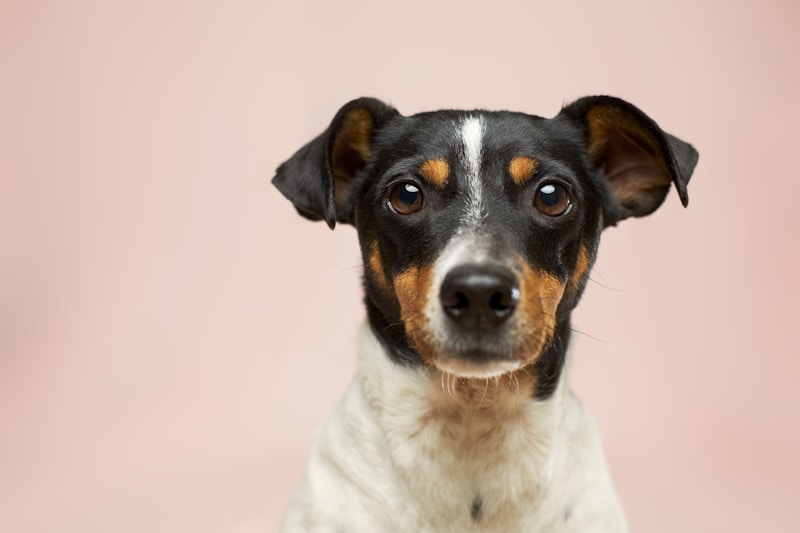 Bernalillo County Animal Care and Resource Center