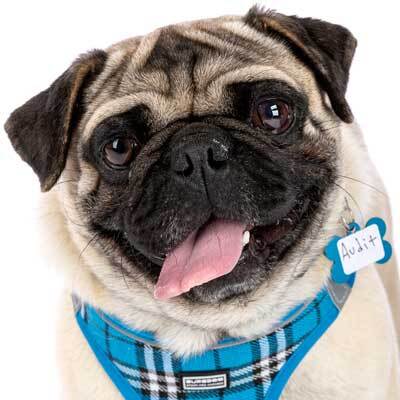 Muttville Senior Dog Rescue