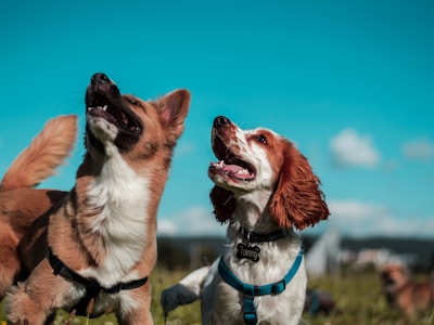 Perfect Pet Rescue