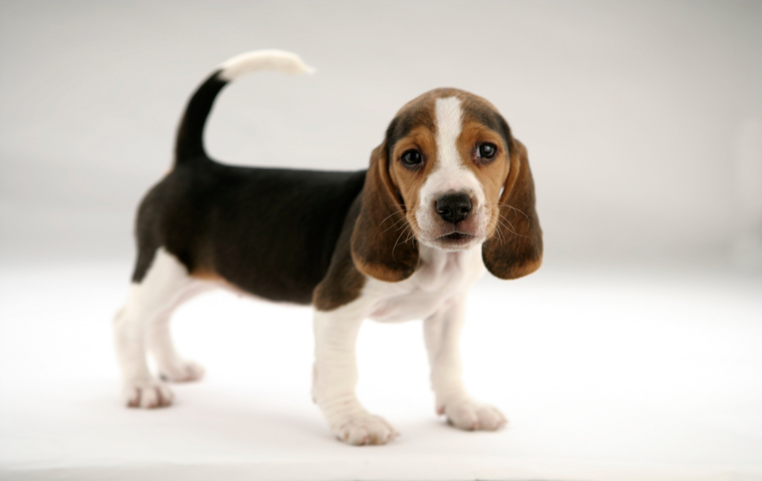 Shelby Humane
