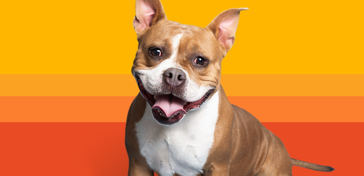 Arizona Humane Society