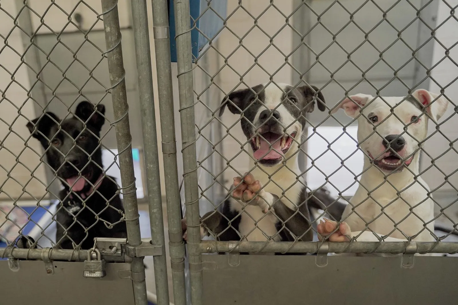 Front Street Animal Shelter