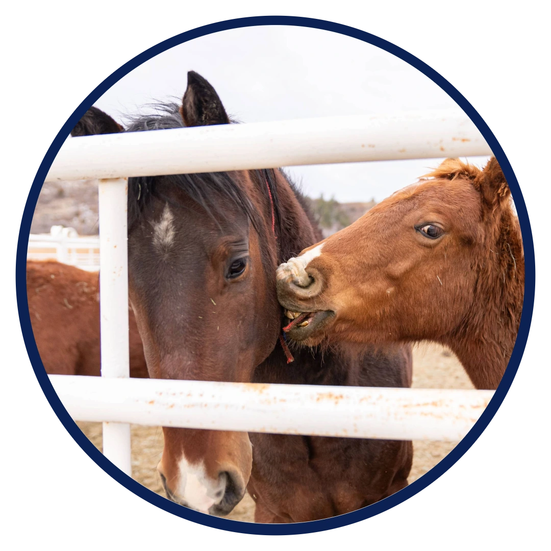 Humane Colorado