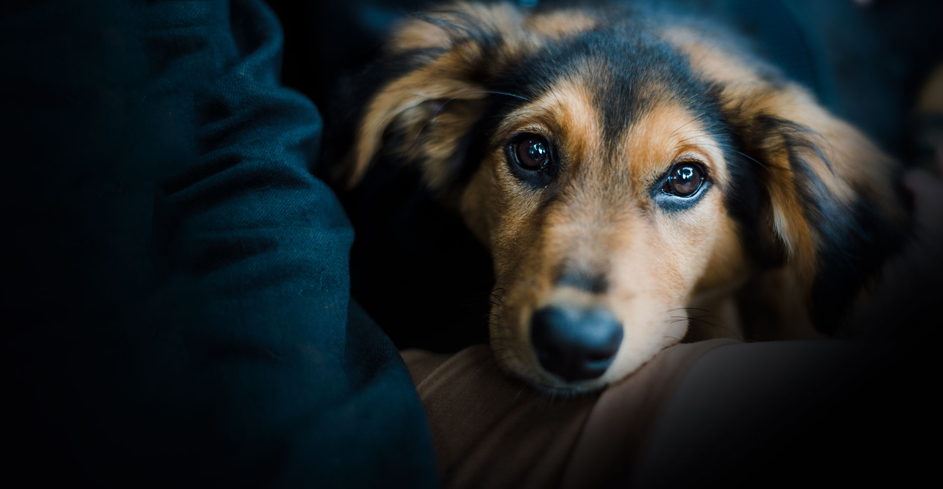 Elmbrook Humane Society