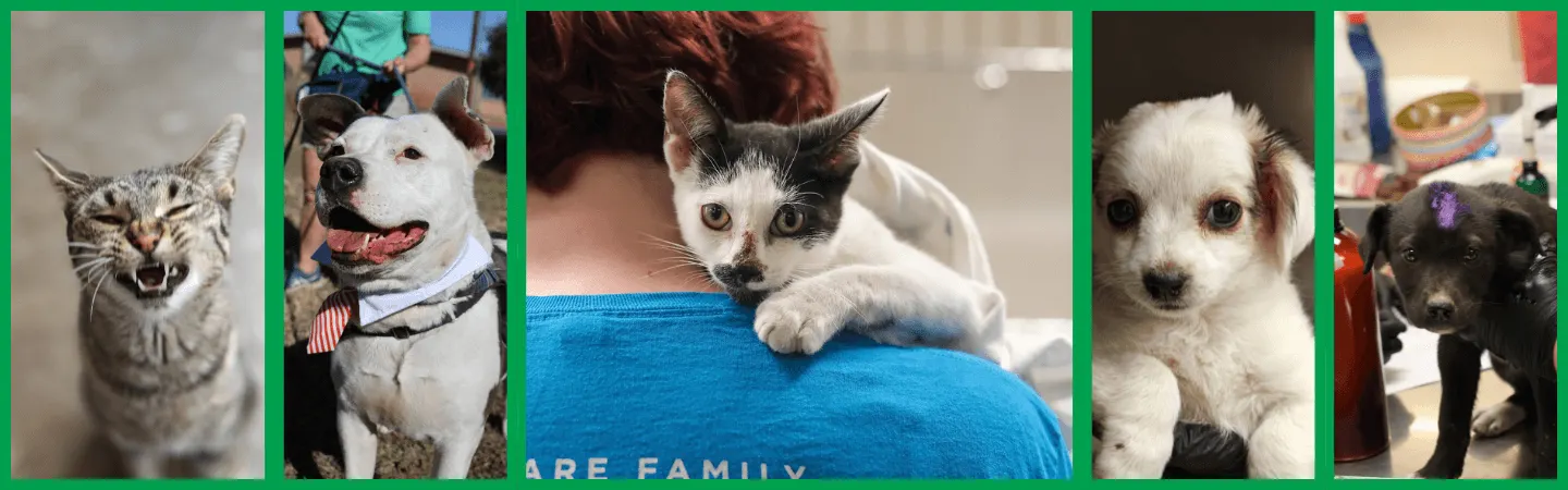Austin Animal Services