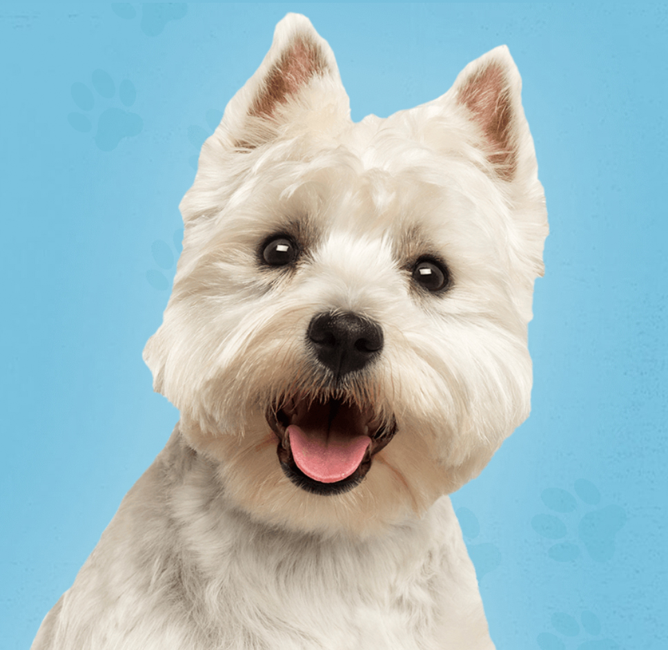 Miss Winkles Pet Adoption Center