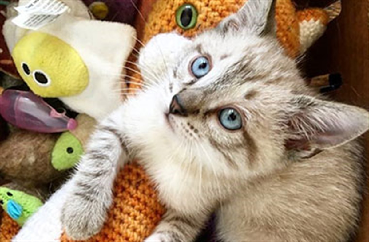 Denver Animal Shelter