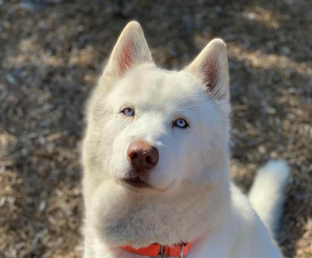 The Humane Society for Tacoma & Pierce County