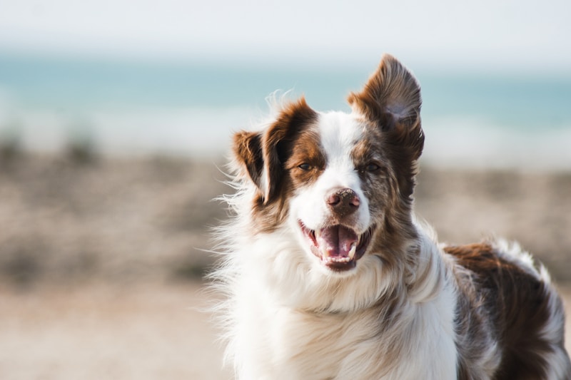 Oregon Friends of Shelter Animals