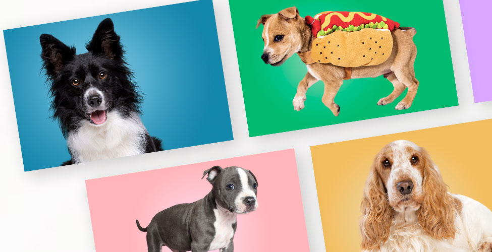 Humane Society of Southern Arizona
